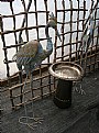 Picture Title - Metal Birds