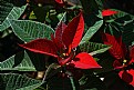 Picture Title - pointsettia in progress