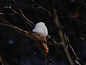 Picture Title - leaf landing