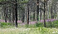 Picture Title - Fireweed