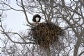 Picture Title - Eagles Nest