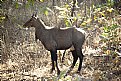 Picture Title - gir national park