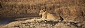 Picture Title - gir national park