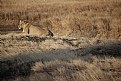 Picture Title - lioness sitting in the sun