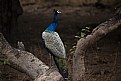 Picture Title - peacock