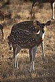 Picture Title - deer at gir national park.