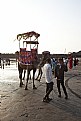 Picture Title - camels at the beach