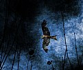 Picture Title - Bird Of Prey