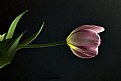 Picture Title - Tulip