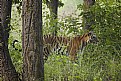 Picture Title - tigress, at kanha national park..