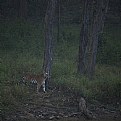 Picture Title - tigress, at kanha national park...