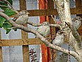 Picture Title - Three Birds in a Tree