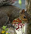 Picture Title - Grey Squirrel
