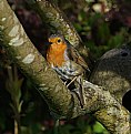 Picture Title - European Robin