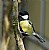 Great Tit