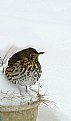 Picture Title - Song Thrush