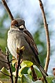 Picture Title - House Sparrow