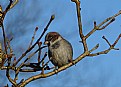 Picture Title - Winter Sparrow