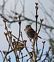 Picture Title - House Sparrow