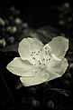 Picture Title - Mock Orange