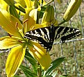 Picture Title - Swallowtail Torn Wing