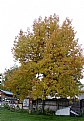 Picture Title - Oak