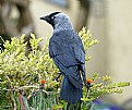 Picture Title - Corvus On A Hedge