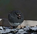 Picture Title -   dark eyed Junco-this menu is boring