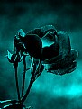 Picture Title - Rose