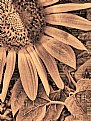 Picture Title - Sunflower