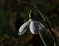 Picture Title - just a drop of snow