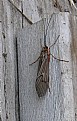 Picture Title - Alder Fly