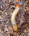 Picture Title - Tenebreionid Larva