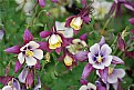 Picture Title - Columbine Purple & Cream