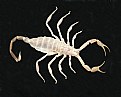 Picture Title - Scorpion