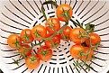 Picture Title - Cherry Tomatoes