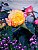 Begonia & Violets