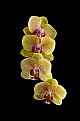 Picture Title - Phalaenopsis Red Jujube