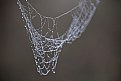 Picture Title - spiderweb