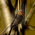 Picture Title - European Robin