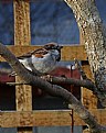 Picture Title - House Sparrow