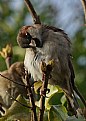 Picture Title - House Sparrow