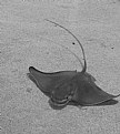 Picture Title - Bat Ray