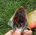 Picture Title - Brookie Mouth