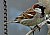 House Sparrow