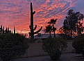 Picture Title - Saguaro Sunset