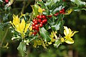 Picture Title - Holly in Spring