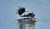 Merganser