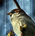 Picture Title - House Sparrow