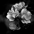 Picture Title - Rose